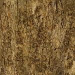 Tree Bark Texture #1 - Seamless - 2K