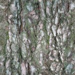 Tree Bark Texture #2 - Seamless - 2K