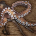"Octopus", final painting.